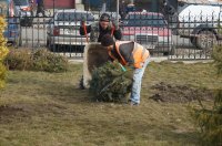 В Комрате ведутся работы по озеленению