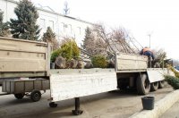 В Комрате ведутся работы по озеленению