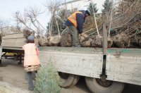 В Комрате ведутся работы по озеленению