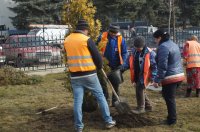 В Комрате ведутся работы по озеленению