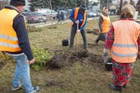 В Комрате ведутся работы по озеленению