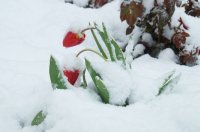 Апрель: Комрат в снегу (фоторепортаж)