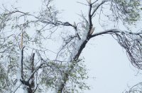 Комрат: обломаны деревья, оборваны провода, транспорт не ходит (фоторепортаж)
